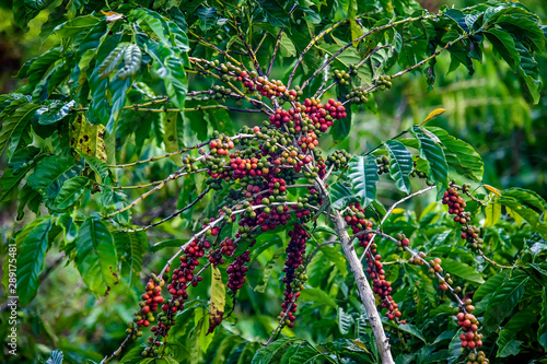 Coffee plant photographed in Conceicao da Barra, Espirito Santo. Southeast of Brazil. Atlantic Forest Biome. Picture made in 2011.
