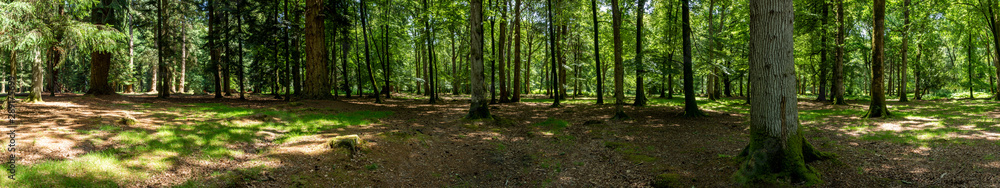 Obraz premium New Forest woodland in Hampshire England