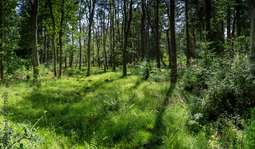 New Forest woodland in Hampshire England © DRPL