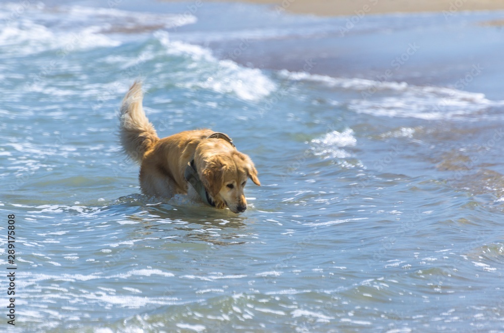 Long-haired dog having fun playing in the sea Long-haired dog having fun playing in the sea
