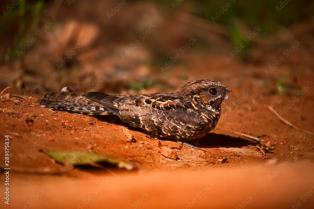 Obraz premium Pauraque photographed in Cariacica, Espirito Santo. Southeast of Brazil. Atlantic Forest Biome. Picture made in 2012.
