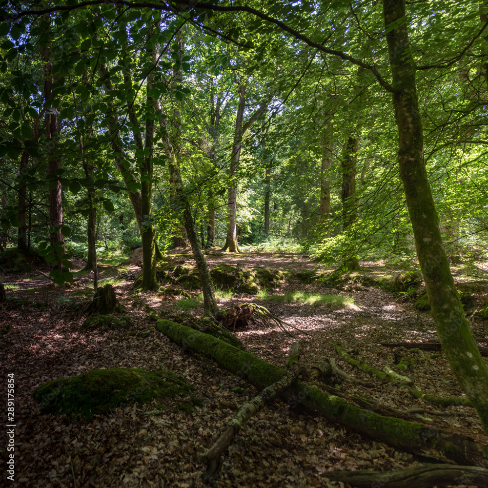 Obraz premium New Forest woodland in Hampshire England