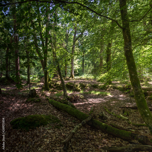 New Forest woodland in Hampshire England