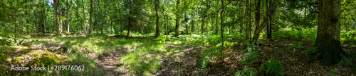 New Forest woodland in Hampshire England