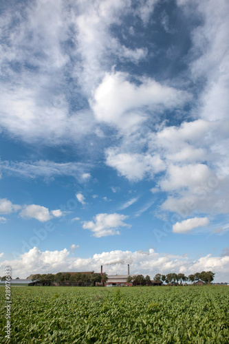 Grass drying industry. Netherlands. Clouds