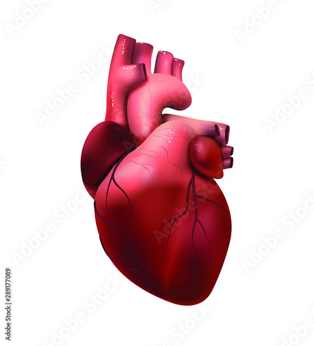 Healthy human heart isolated on white. Health and medicine, organ, muscle, the main organ of man, love, life. 3D illustration. Vector EPS10