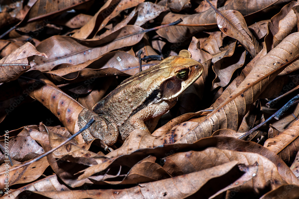 Toad photographed in the city of Cariacica, Espirito Santo. Southeast of Brazil. Atlantic Forest Biome. Picture made in 2012. Toad photographed in the city of Cariacica, Espirito Santo. Southeast of Brazil. Atlantic Forest Biome. Picture made in 2012.