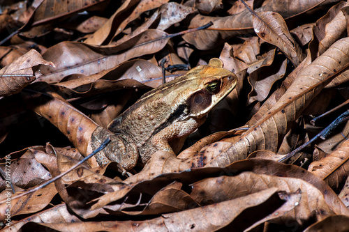 Toad photographed in the city of Cariacica, Espirito Santo. Southeast of Brazil. Atlantic Forest Biome. Picture made in 2012.