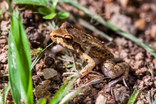  Frog photographed in the city of Cariacica, Espirito Santo. Southeast of Brazil. Atlantic Forest Biome. Picture made in 2012.