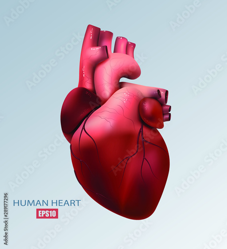 Healthy human heart isolated on light background. Health and medicine, organ, muscle, the main organ of man, love, life. 3D illustration. Vector EPS10
