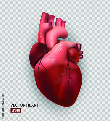 Healthy human heart isolated on transparent background. Health and medicine, organ, muscle, the main organ of man, love, life. 3D illustration. Vector EPS10