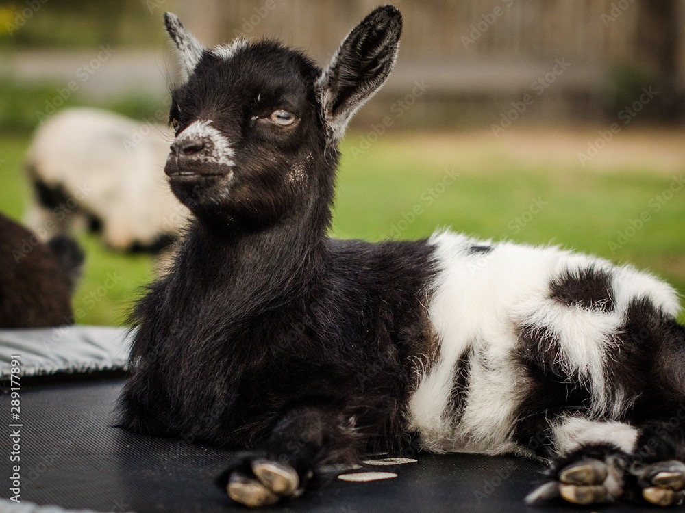 Obraz premium goat