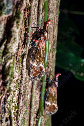 Cicada photographed in the city of Cariacica, Espirito Santo. Southeast of Brazil. Atlantic Forest Biome. Picture made in 2012. photo