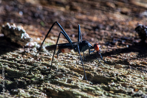 Fly photographed in the city of Cariacica, Espirito Santo. Southeast of Brazil. Atlantic Forest Biome. Picture made in 2012. photo