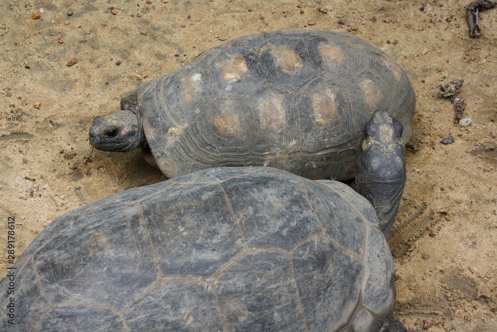 Obraz premium Amazon Jabuti