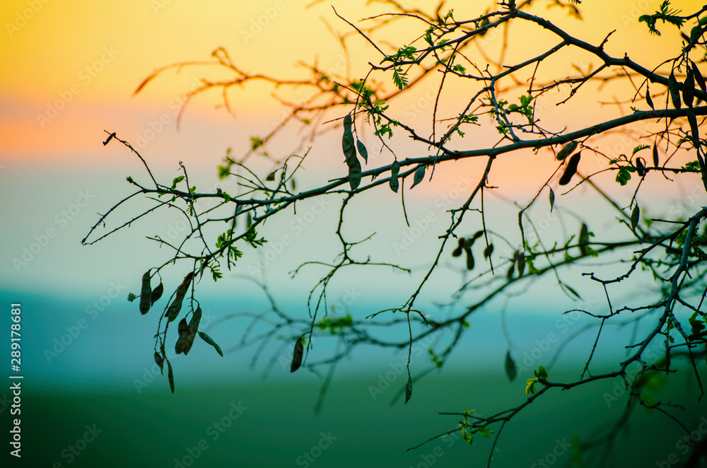 Twigs against colorful background. Twigs against colorful background.