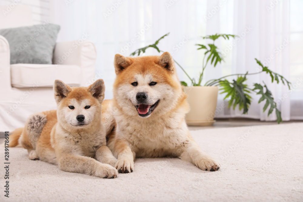 Adorable Akita Inu dog and puppy on floor in living room