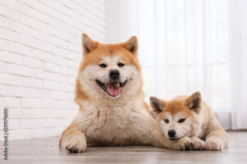 Adorable Akita Inu dog and puppy on floor indoors © New Africa