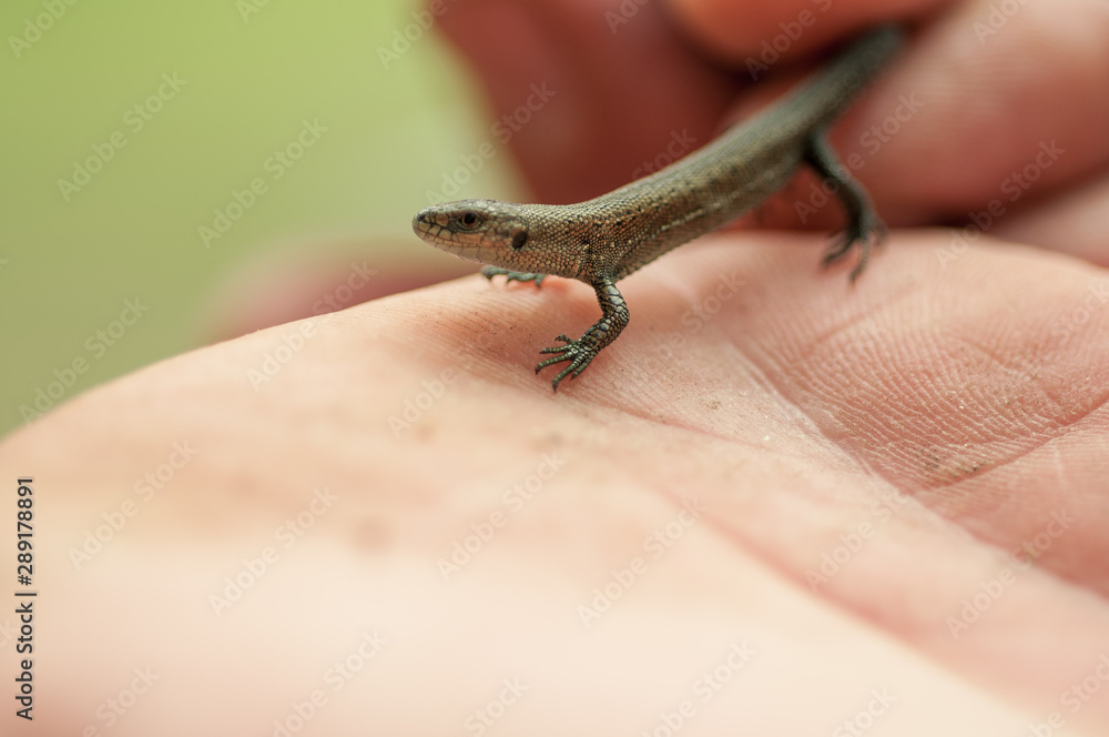 small lizard sits on a man’s hand small lizard sits on a man’s hand
