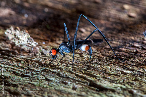 Fly photographed in the city of Cariacica, Espirito Santo. Southeast of Brazil. Atlantic Forest Biome. Picture made in 2012. photo