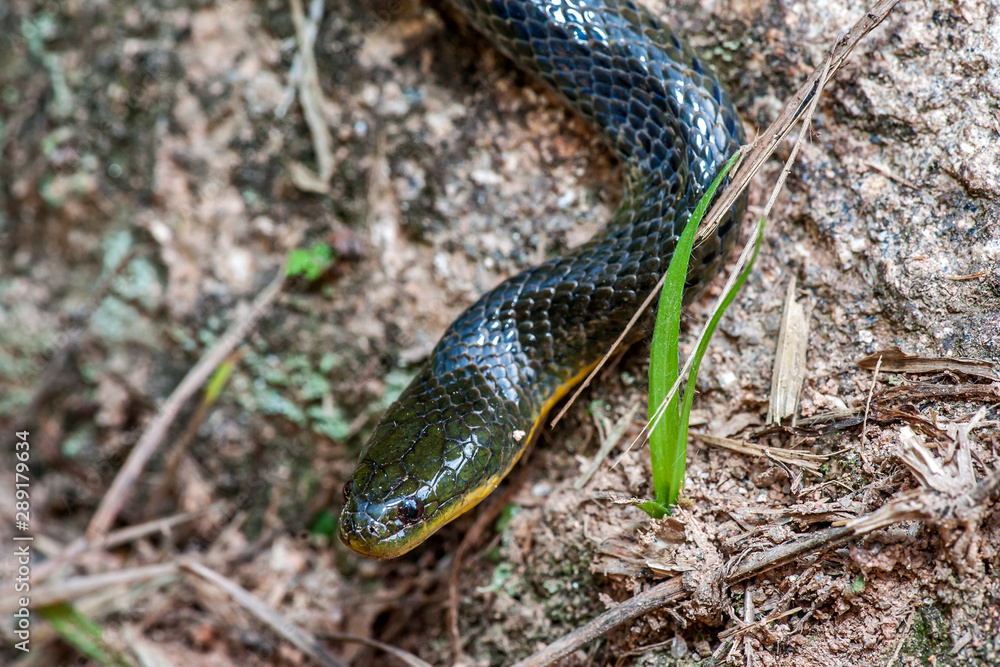 Leopard Keelback snake photographed in the city of Cariacica, Espirito Santo. Southeast of Brazil. Atlantic Forest Biome. Picture made in 2012. Leopard Keelback snake photographed in the city of Cariacica, Espirito Santo. Southeast of Brazil. Atlantic Forest Biome. Picture made in 2012.