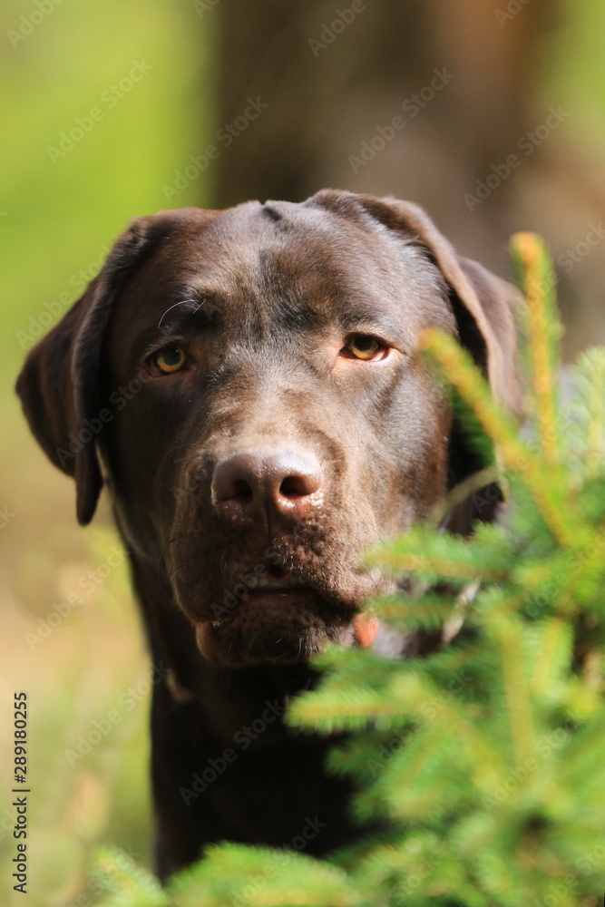 Portrait von einem braunen Labrador vor Tannenzweig