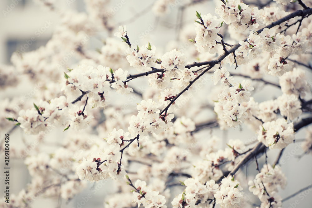 Apricot tree flower Apricot tree flower