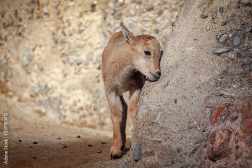 baby Barbary sheep standing near natural rock  © russieseo