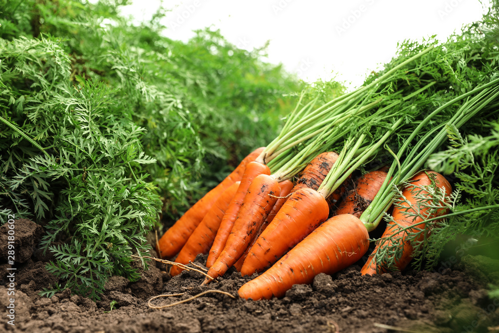 Pile of fresh ripe carrots on field. Organic farming Pile of fresh ripe carrots on field. Organic farming