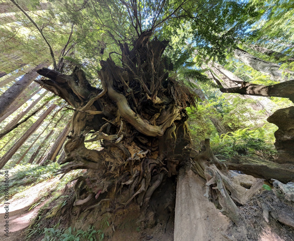 redwood sequoia trees tree roots in forest with other plants redwood sequoia trees tree roots in forest with other plants