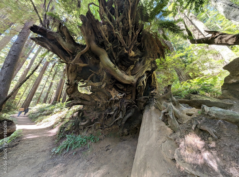 redwood sequoia trees tree roots in forest with other plants redwood sequoia trees tree roots in forest with other plants