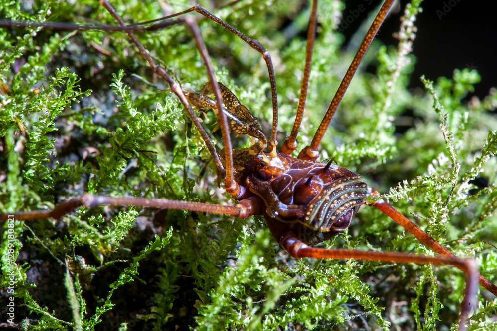 Opiliones photographed in the city of Cariacica, Espirito Santo. Southeast of Brazil. Atlantic Forest Biome. Picture made in 2012. Opiliones photographed in the city of Cariacica, Espirito Santo. Southeast of Brazil. Atlantic Forest Biome. Picture made in 2012.