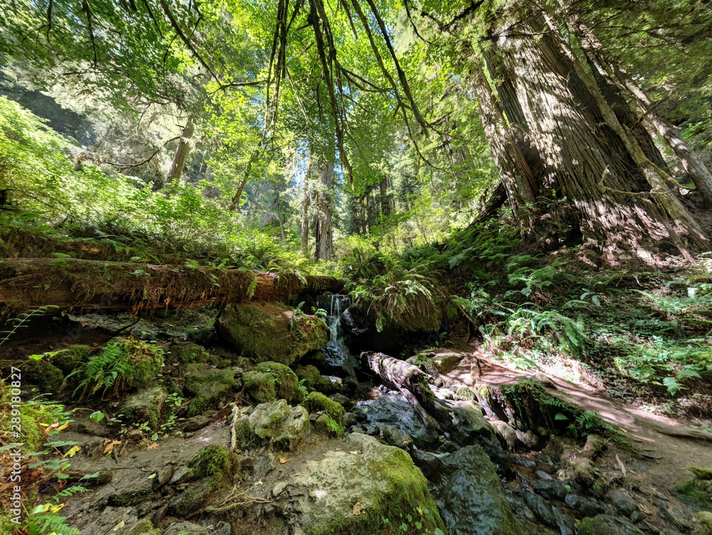 waterfall in forest surrounded by plants and redwood sequoias waterfall in forest surrounded by plants and redwood sequoias