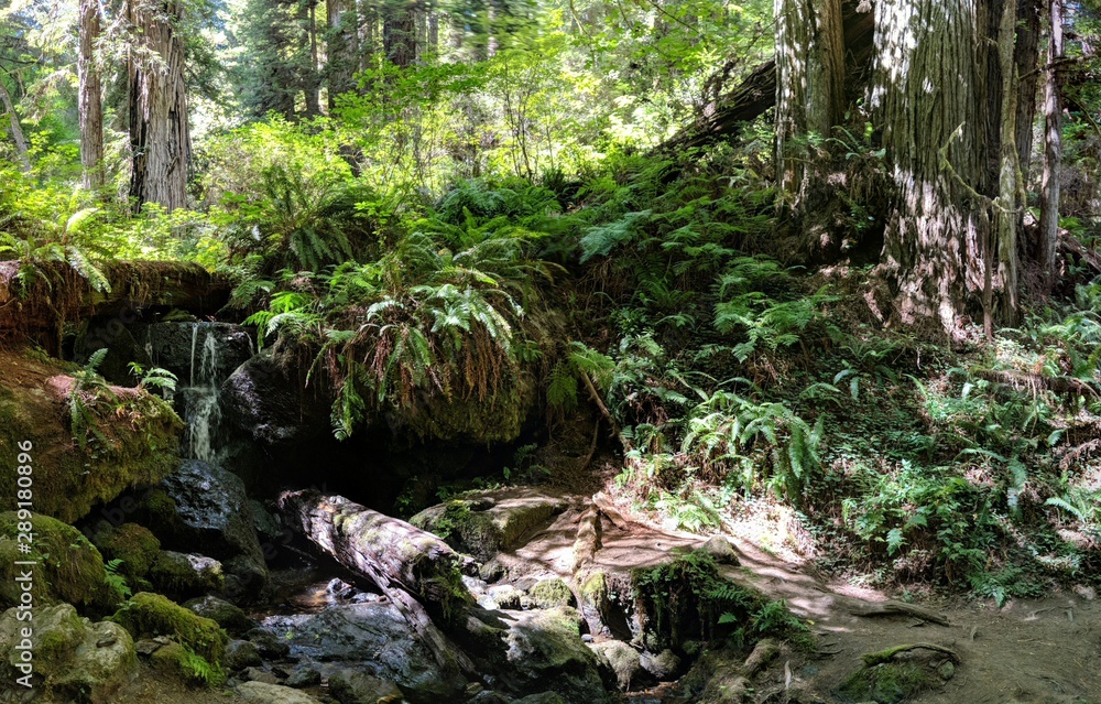 waterfall in forest surrounded by plants and redwood sequoias waterfall in forest surrounded by plants and redwood sequoias