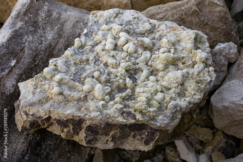 Texture of marine sedimentary rock. Coprolites of the ancient inhabitants of the sea. photo