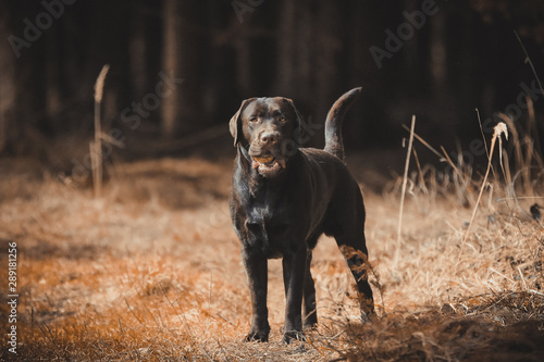 Brauner Labrador Rüde mit Ball im Wald photo
