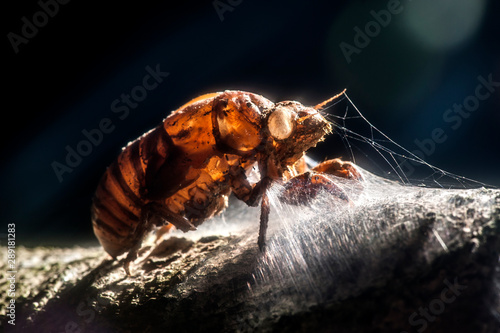 Cicada photographed in the city of Cariacica, Espirito Santo. Southeast of Brazil. Atlantic Forest Biome. Picture made in 2012. © Leonardo