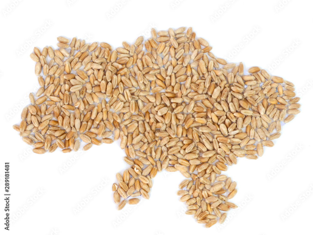 Map of Ukraine made of wheat grain on white background. Agricultural job, price change and export concept Map of Ukraine made of wheat grain on white background. Agricultural job, price change and export concept