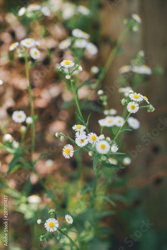 Close up isolated focus of wild daisy flowers