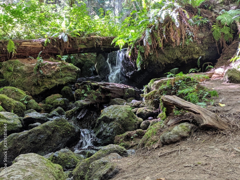Fototapeta premium sequoia redwood tree in forest waterfall 