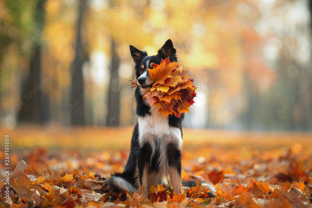 The dog holds yellow leaves in the tooth. Border Collie in the park. autumn mood, - obrazy, fototapety, plakaty 