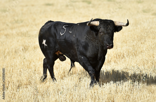 Fototapeta Naklejka Na Ścianę i Meble -  toro español corriendo en una plaza de toros en un espectaculo