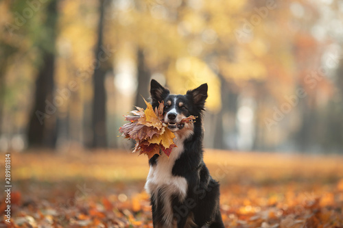 The dog holds yellow leaves in the tooth. Border Collie in the park. autumn mood,