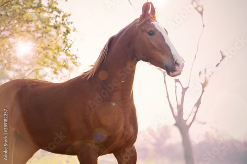 portrait of running  chestnut Marwari mare. India photo