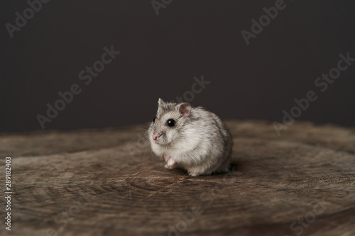 Small domestic hamster. Dwarf hamste. Little pet hamster