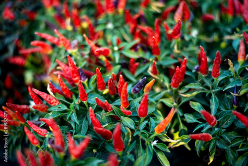 Spicy Chili Peppers