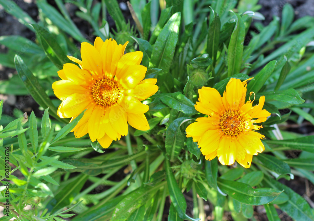 yellow daisy-like flowers on a background of green foliage. Top view yellow daisy-like flowers on a background of green foliage. Top view