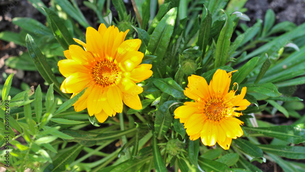 yellow daisy-like flowers on a background of green foliage. Top view yellow daisy-like flowers on a background of green foliage. Top view