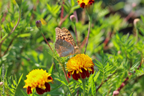 red flowers with a yellow core on a background of blurred green foliage. Butterfly on a flower