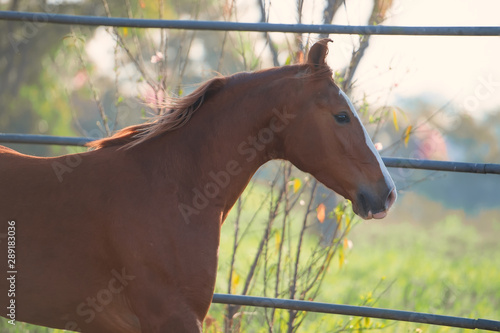 portrait of beautiful  running  chestnut Marwari mare in paddock. India. close up photo